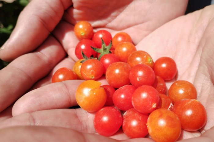 Ilustračný obrázok k článku Veľká potravinová epidémia: Nakazili sa stovky ľudí! Problémom sú PARADAJKY