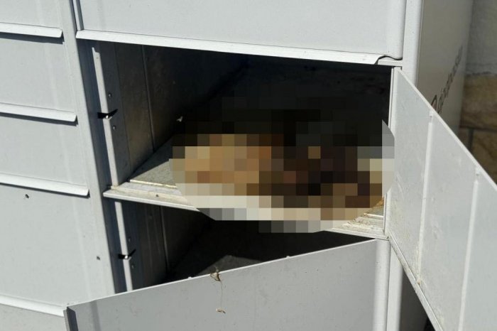 Ilustračný obrázok k článku ŠIALENÝ prípad: V boxe na balíky našli MŔTVU mačku! Pred smrťou strašne TRPELA