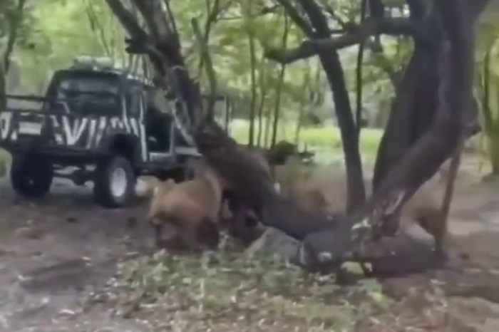 Ilustračný obrázok k článku HOROR v zoo: Levy ROZTRHALI ošetrovateľa priamo pred očami návštevníkov!