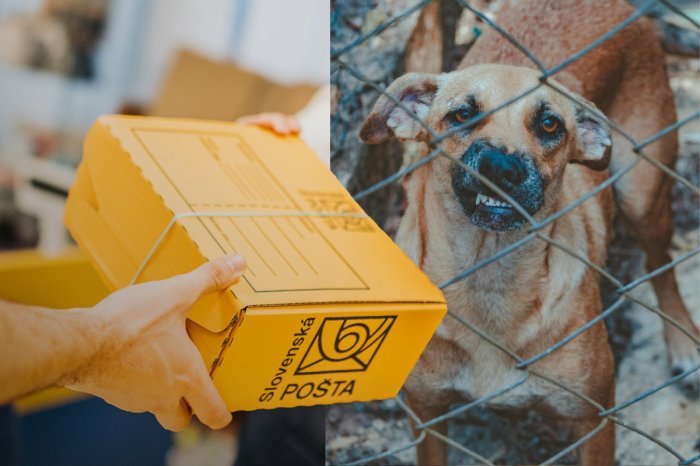 Ilustračný obrázok k článku Poštári čelia vážnemu PROBLÉMU: Čoraz častejšie na nich ÚTOČIA psy!