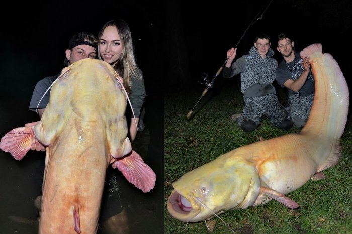 Ilustračný obrázok k článku SEN každého rybára: V Česku chytili REKORDNÉHO sumca albína! Sledujte toho OBRA
