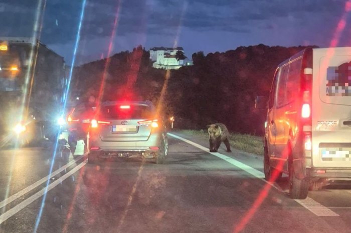 Ilustračný obrázok k článku ŠOK pre vodičov na frekventovanej ceste: MEDVEĎ vbehol rovno pod kolesá, FOTO
