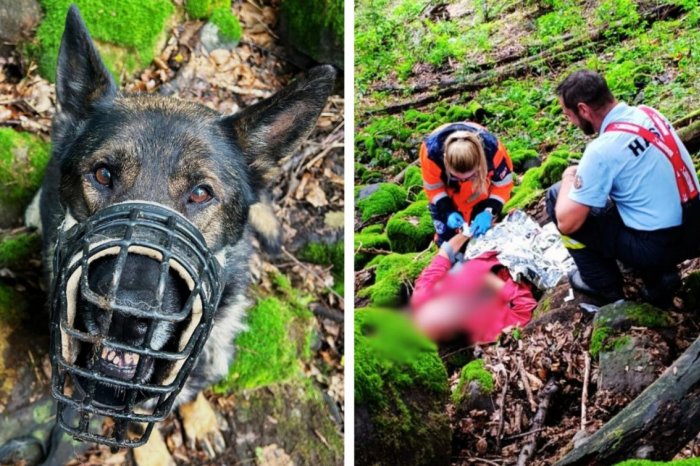 Ilustračný obrázok k článku VYSILENÉHO muža našiel štvornohý HRDINA: Šikovný Dempsey všetkých predbehol, FOTO