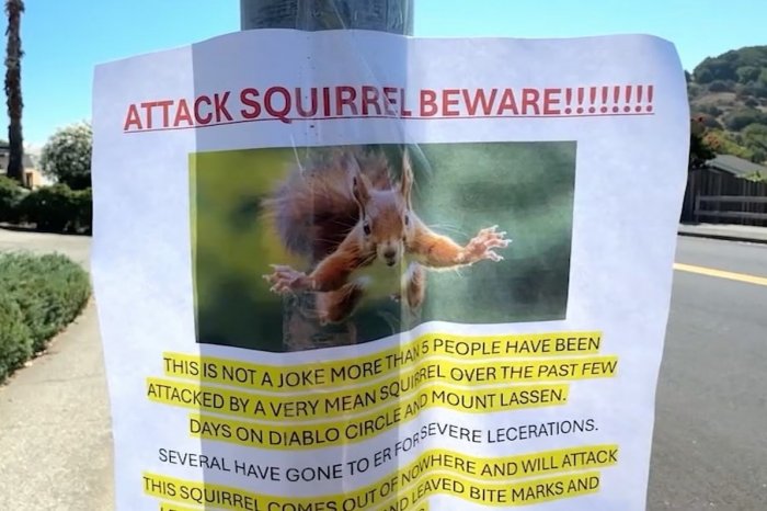Ilustračný obrázok k článku Obyvateľov mesta terorizuje VEVERIČKA! Napáda ľudí, niektorí skončili v nemocnici