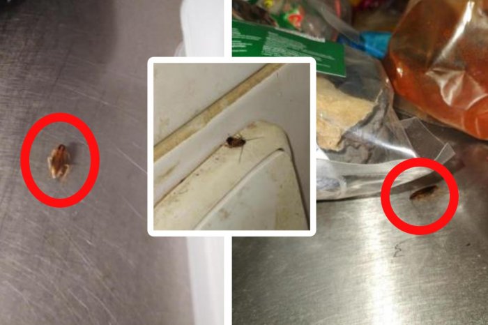 Ilustračný obrázok k článku Inšpektori okamžite ZATVORILI vietnamskú reštauráciu! Takmer všade boli ŠVÁBY, FOTO