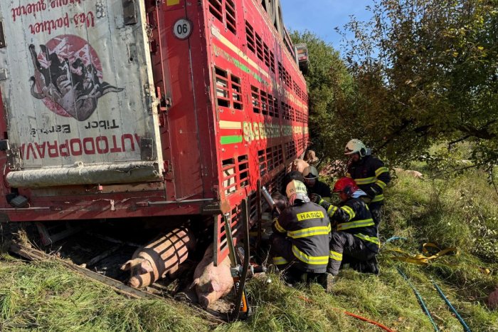 Ilustračný obrázok k článku HROZIVÁ nehoda kamióna s ošípanými: Mnohé zostali ZAKLIESNENÉ pod návesom, FOTO