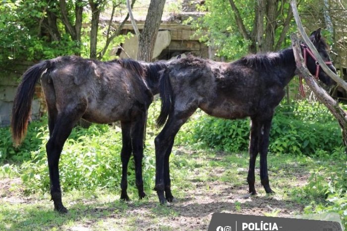 Ilustračný obrázok k článku HOROROVÉ scény ŠOKOVALI aj policajtov: V rozpadnutej maštali našli 20 zúbožených koní, FOTO