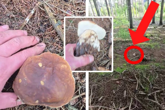 Ilustračný obrázok k článku VIDEO českého hubára VALCUJE internet! Tešil sa z krásneho hríbika, keď zrazu... UPS