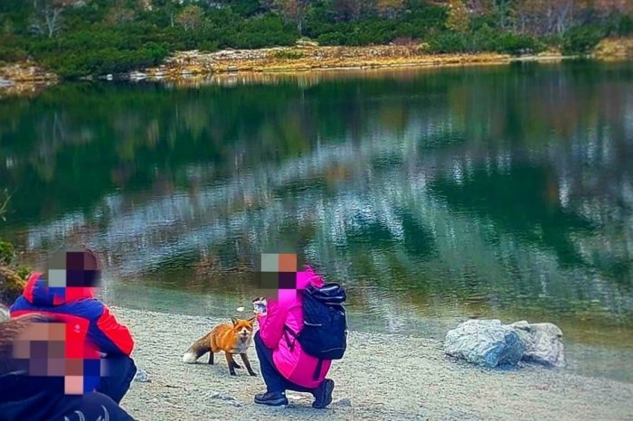 Ilustračný obrázok k článku Turisti sa v Tatrách delili o desiatu s líškou, TANAP však upozorňuje: NIE JE to dobrý nápad!