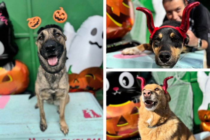 Ilustračný obrázok k článku Dokážete odolať IMIDŽOVÝM chlpáčom? ROZKOŠNÉ psíky si hľadajú nový domov, FOTO