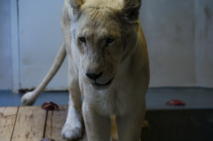 Ilustračný obrázok k článku Zoologická záhrada odhalila TAJOMSTVO: Má NOVÚ samicu leva juhoafrického