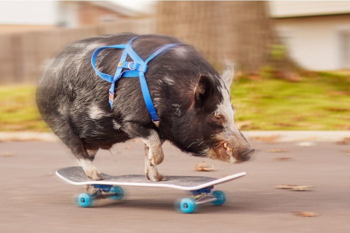 Ilustračný obrázok k článku Nič ROZKOŠNEJŠIE dnes neuvidíte: PRASIATKO sa naučilo jazdiť na skateboarde! FOTO