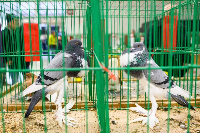 Ilustračný obrázok k článku Tu nemôžete chýbať! Agrokomplex zaplní viac ako 22-TISÍC zvierat