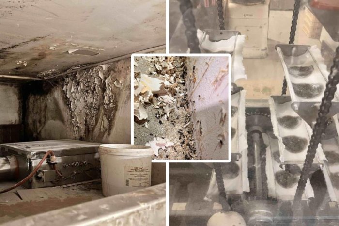 Ilustračný obrázok k článku Totálny HNUS: Inšpektori okamžite ZATVORILI pekáreň! Našli myší TRUS a plesne