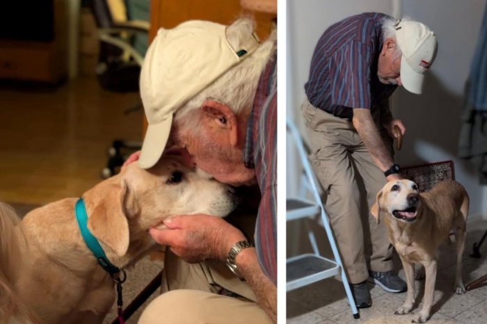 Ilustračný obrázok k článku Neuveriteľný príbeh: Stratený psík sa starčekovi (93) vrátil vďaka SMRADĽAVÝM ponožkám