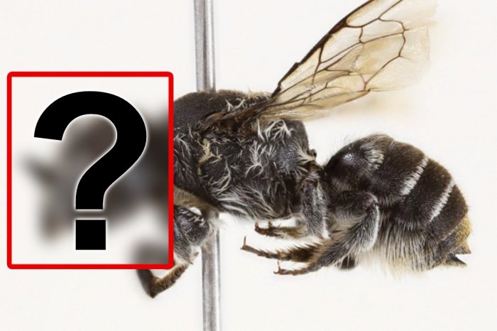 Ilustračný obrázok k článku Objavili NOVÝ druh včely a dali jej meno LUCIFER! Keď uvidíte FOTO, pochopíte, prečo