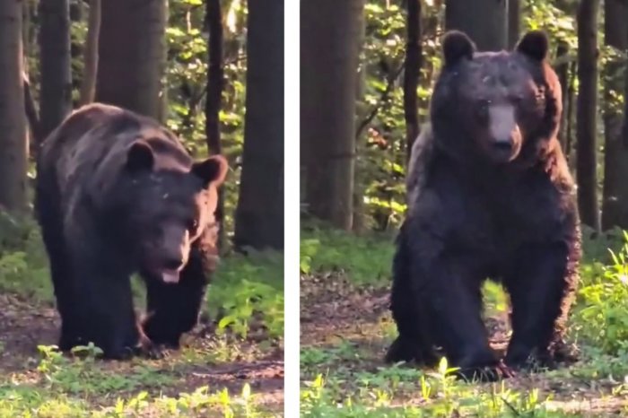 Ilustračný obrázok k článku Slováka prekvapil OBROVSKÝ medveď: ÚŽASNÁ reakcia! Stačila jedna VETA a šelma utiekla