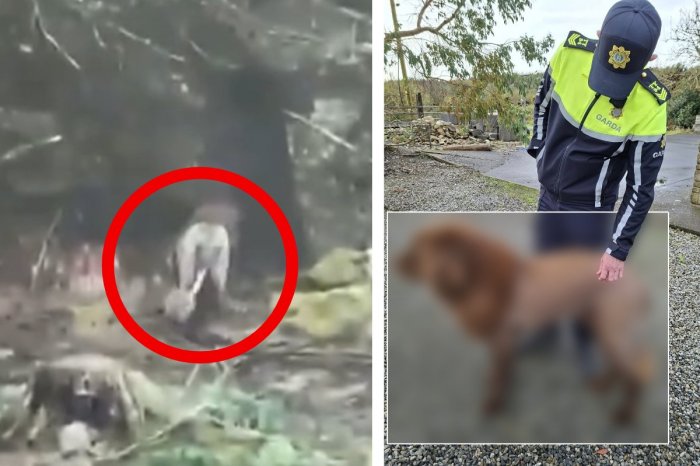 Ilustračný obrázok k článku VIDEO vystrašilo ľudí: Po lese ma pobehovať LEV! Odhalenie polície ZABÁVA internet