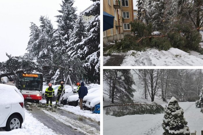 Ilustračný obrázok k článku HROZIVÉ zábery z Banskej Bystrice: Dávajte si POZOR, po celom meste sa LÁMU stromy! FOTO
