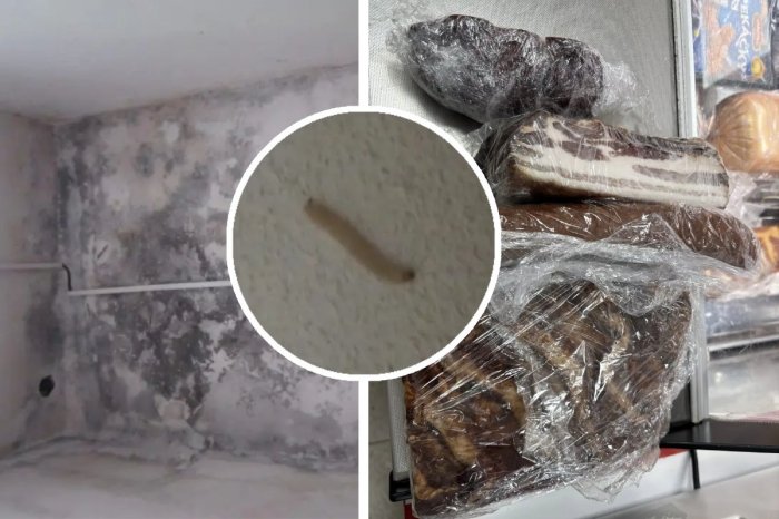 Ilustračný obrázok k článku NECHUTNÉ výsledky kontrol potravín! Našli pleseň, špinu aj lezúce LARVY