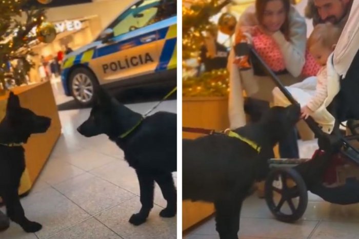 Ilustračný obrázok k článku Rozkošná ATRAKCIA v nákupnom centre: Návštevníkov BAVILI policajné šteniatka, VIDEO