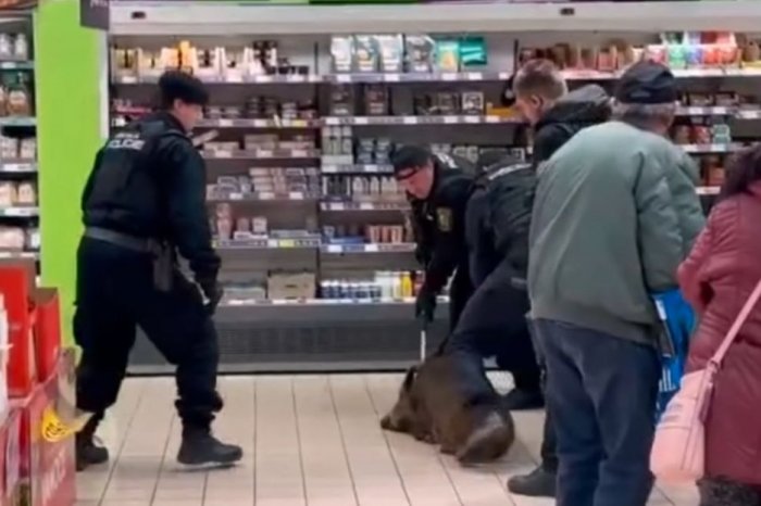 Ilustračný obrázok k článku KURIÓZNY zásah v nákupnom centre: Policajti museli zadržať DIVIAKA, VIDEO