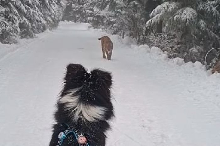 Ilustračný obrázok k článku NEBEZPEČNÉ stretnutie v Tatrách: RYS sa bez strachu priblížil na pár metrov, VIDEO