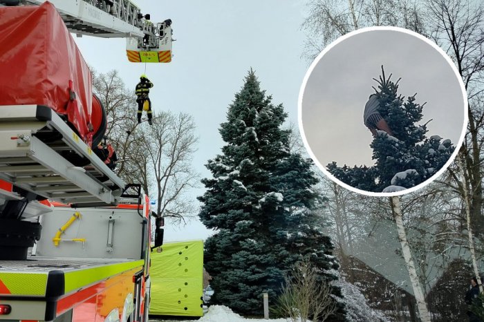 Ilustračný obrázok k článku Zdrogovaný muž len v TRENÍRKACH vyliezol na vrchol stromu! Zachraňovali ho hasiči