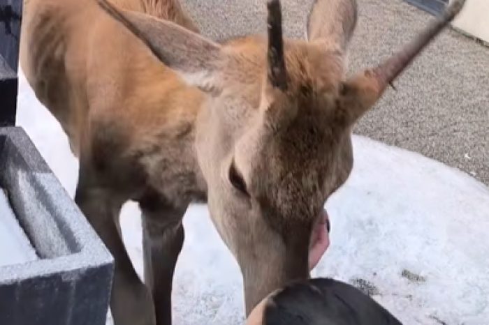 Ilustračný obrázok k článku Popálila sa: Žena v Tatrách kŕmila jeleňa, ten ju potom nečakane NAPADOL, VIDEO