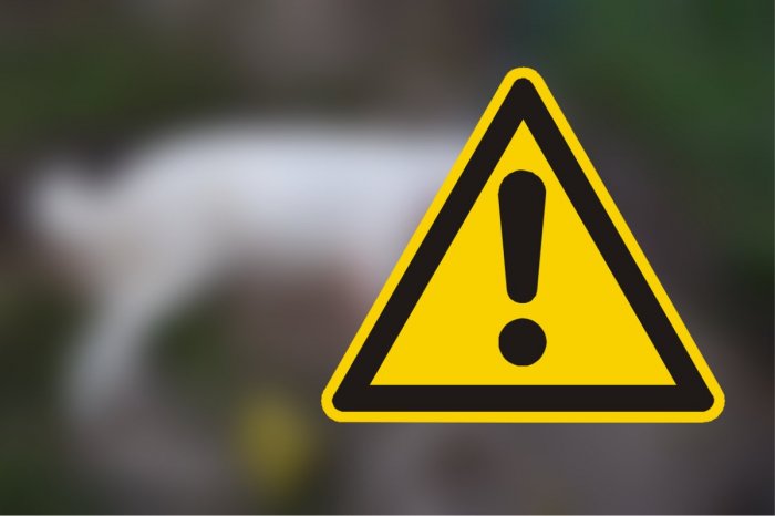 Ilustračný obrázok k článku Senior BRUTÁLNE zabil psa: Sučku priviazal o bránu a... OHAVNÉ!