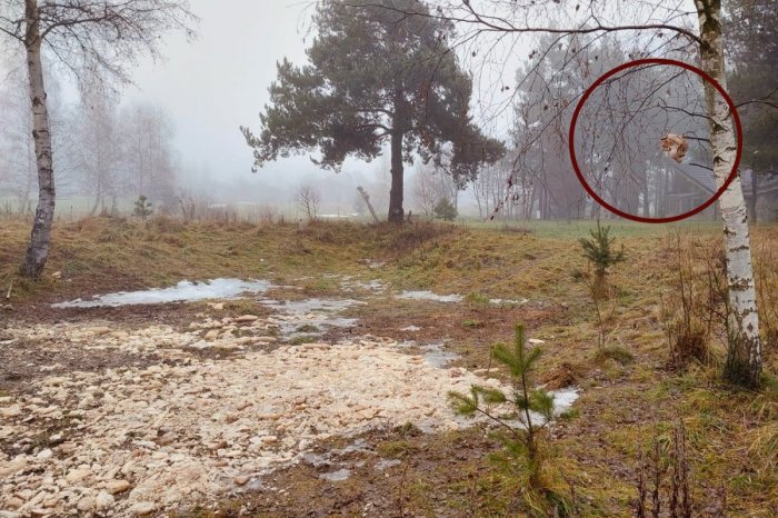 Ilustračný obrázok k článku Ten objav bol ŠOKUJÚCI: Pri Veľkej Lomnici našli obrovské nelegálne kŕmovisko