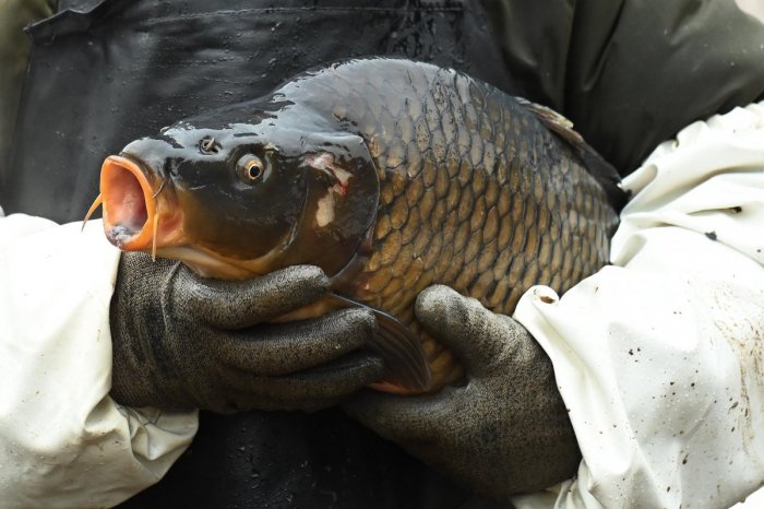 Ilustračný obrázok k článku Zaručená ČERSTVOSŤ a pôvod: Na stoly v Trnave sa dostávajú kapry z lokálnych rybníkov