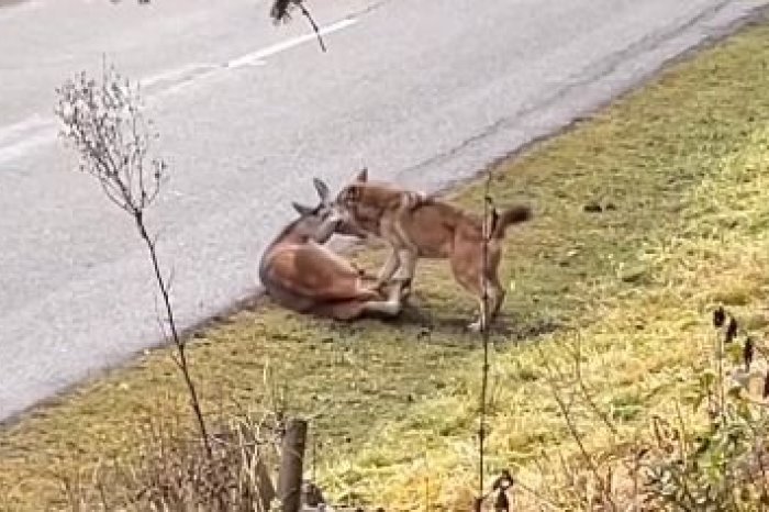 Ilustračný obrázok k článku ŠOKUJÚCI útok VLKA priamo v dedine: Samuel zachytil DRAMATICKÝ boj o život, VIDEO