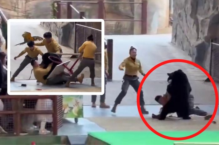 Ilustračný obrázok k článku VIDEO, z ktorého mrazí: Medveď počas vystúpenia NAPADOL krotiteľa!