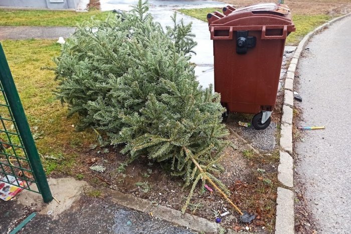 Ilustračný obrázok k článku Čo s vianočným stromčekom? V Nitre začal vývoz, no má svoje PRAVIDLÁ