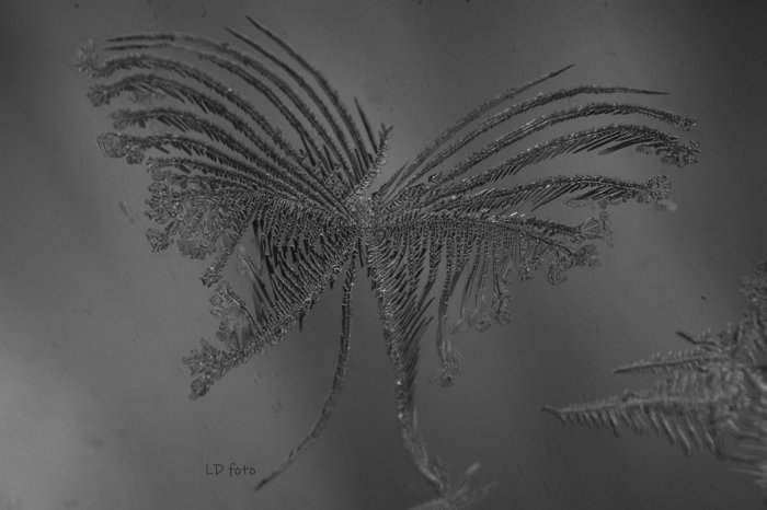 Ilustračný obrázok k článku Lucia využíva MRÁZ ako UMELCA: Zachytáva NÁDHERNÉ diela ZIMNEJ prírody, FOTO