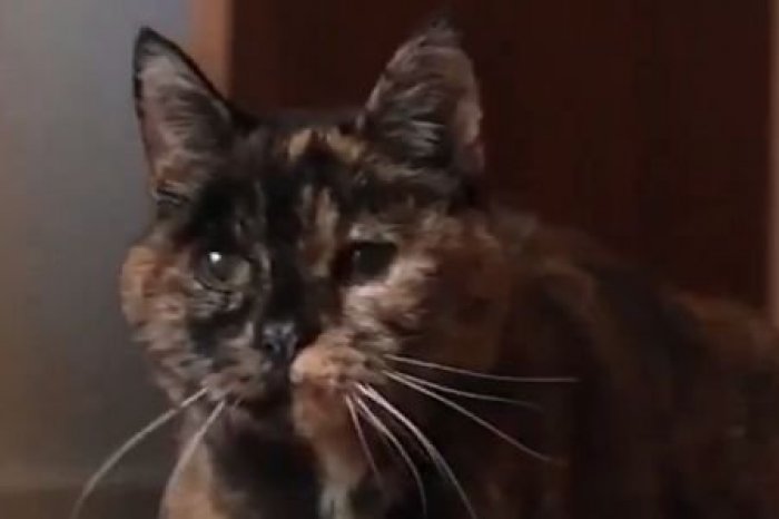 Ilustračný obrázok k článku Vedci NEVERIACKY krútia hlavami: Mačka Flossie prepísala svetové REKORDY dlhovekosti