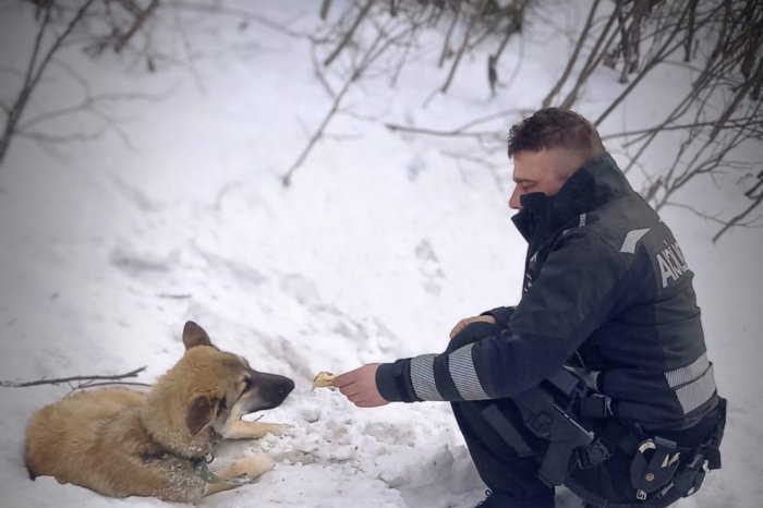 Ilustračný obrázok k článku Nezostali ľahostajní a hneď reagovali: Policajti pomohli uzimenému psíkovi v snehu