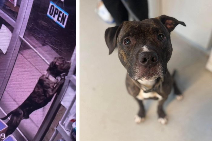 Ilustračný obrázok k článku To je ale šikulka! Pes si ODOMKOL dvere a z útulku utiekol späť domov, VIDEO