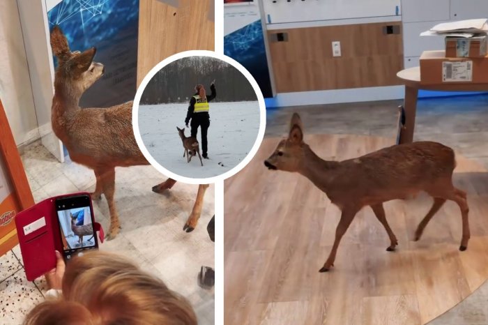 Ilustračný obrázok k článku Nečakaná návšteva v nákupnom centre: Do predajne vbehol mladý SRNEC! VIDEO