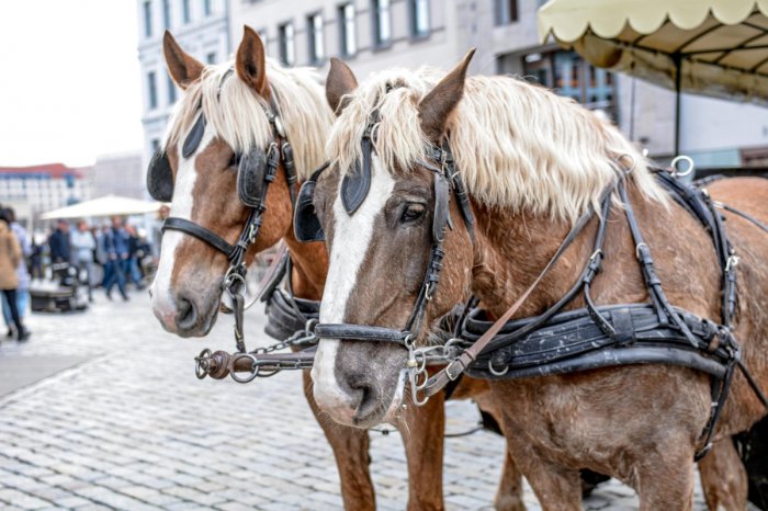 Ilustračný obrázok k článku Zimná TRADÍCIA je späť! Obdivovať budete môcť SILU a KRÁSU ťažných KONÍ