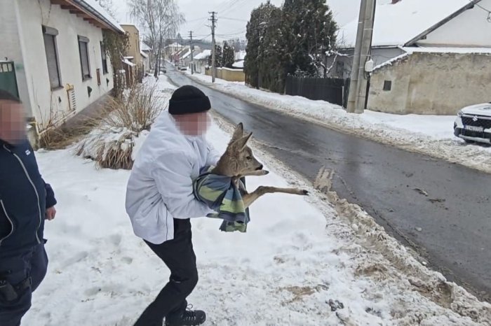 Ilustračný obrázok k článku KURIÓZNA záchrana priamo v meste: Poštový doručovateľ našiel VYSILENÉHO srnca, FOTO