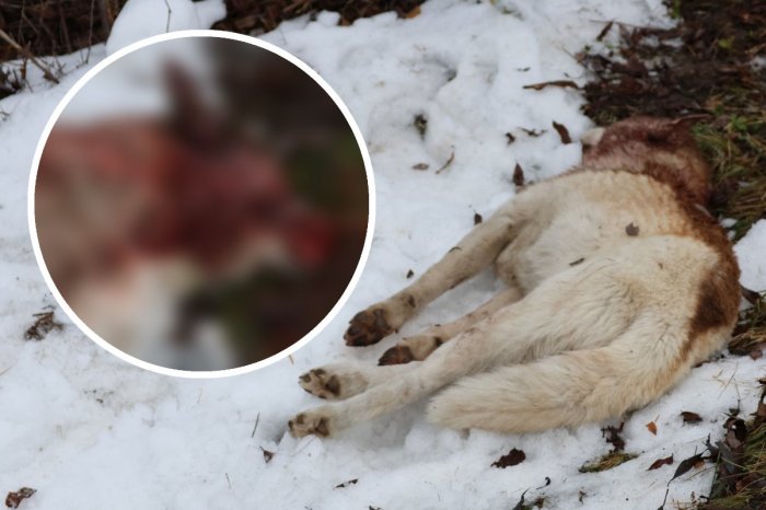 Ilustračný obrázok k článku OHAVNÝ prípad! Muž svojho psa udrel KLADIVOM do hlavy, podrezal a postrelil!