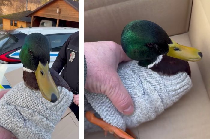 Ilustračný obrázok k článku Nič rozkošnejšie ste dnes nevideli: Žena zachránila káčera! Vyrobila mu SVETRÍK