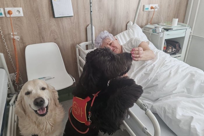 Ilustračný obrázok k článku Keď liečia LABKY: Stredoslovenská nemocnica sa môže pochváliť štvornohými LEKÁRMI, FOTO