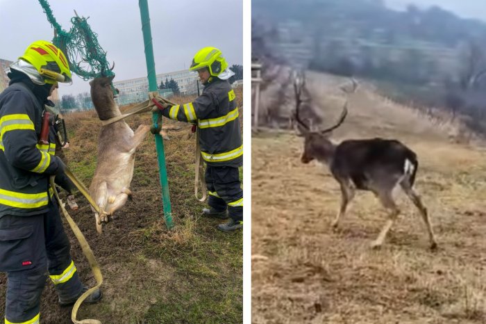 Ilustračný obrázok k článku KURIÓZNA záchranná akcia: Hasiči pomáhali danielovi! ZAMOTAL sa do siete, VIDEO