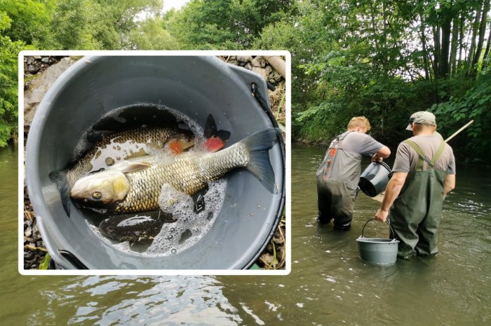 Ilustračný obrázok k článku Úrad varuje Slovákov: Ryby z tejto rieky NEJEDZTE! Sú plné ortuti a ARZÉNU