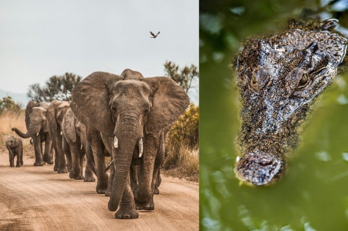 Ilustračný obrázok k článku Nezvratný osud?! Muž utiekol rozzúrenému stádu slonov, ZABIL ho krokodíl