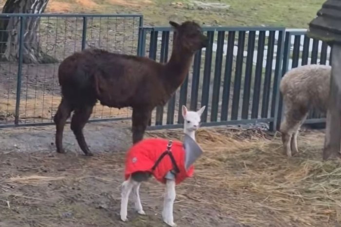 Ilustračný obrázok k článku SMÚTOK zasiahol primátora aj ľudí: ZOMREL prvý tohtoročný prírastok v miestnom parku