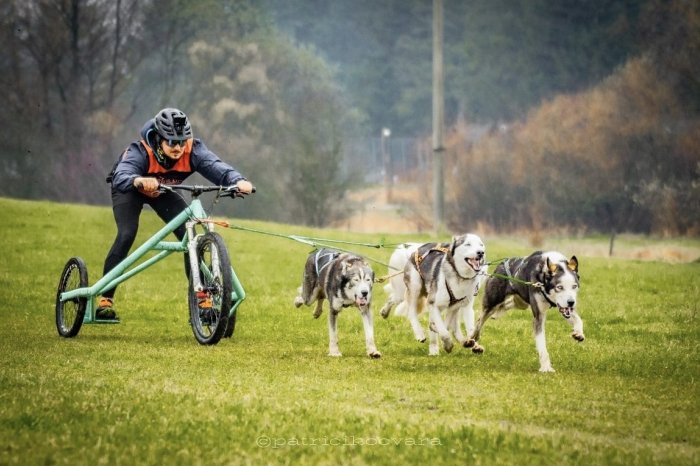 Ilustračný obrázok k článku Policajt z Prešova má netradičnú záľubu a žne samé úspechy: Patrik boduje v psích záprahoch
